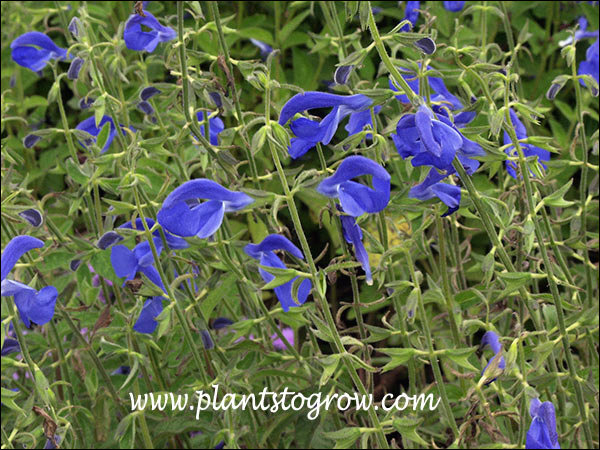Salvia Blue Angel has very nice blue flowers.